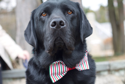 Green & Red Striped Bow Tie